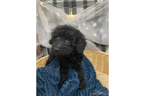 成約済の北海道のミックス犬-281827の25枚目
